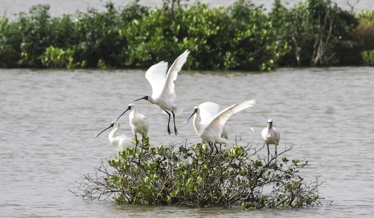 MAE to establish unified biodiversity data nationwide
